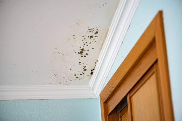 Best DIY Mold Remediation Support Services in Kentwood, LA